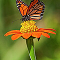 Monarch on a Flower