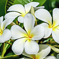 Plumeria Splendor