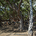 The Banyan Tree